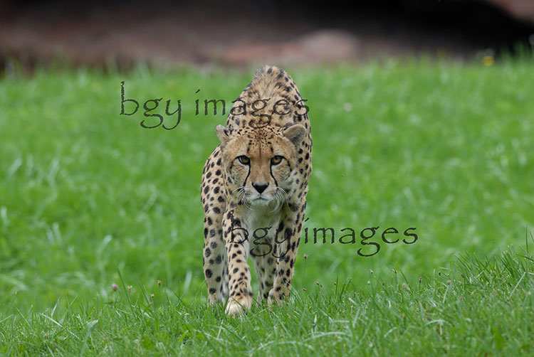 Cheetah Landscape